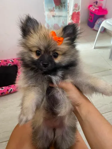 Filhote da Lulu