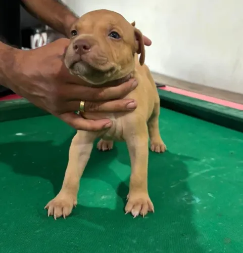 Vende se filhote de pitbull