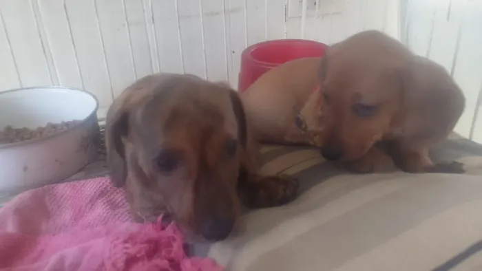 Filhote de Salsichinha ou cofap ou o certo , dashundhound