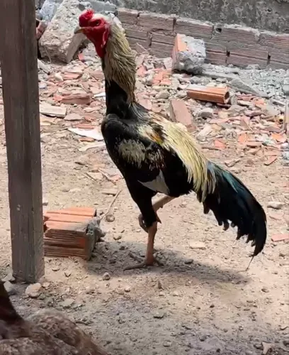 Galo novo