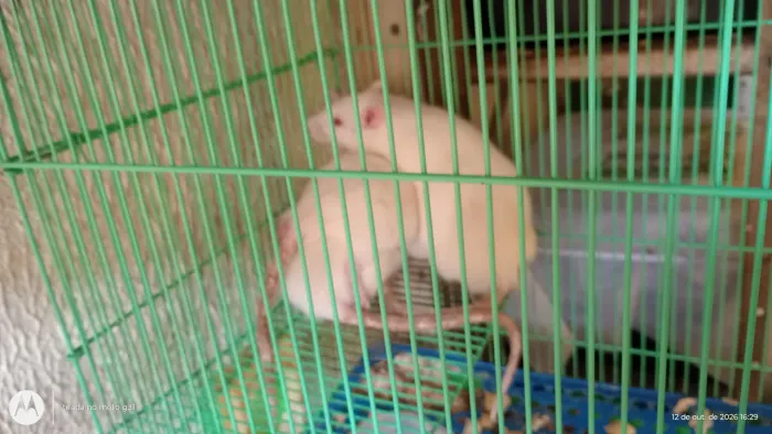 Rato Twister branco 