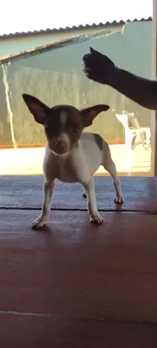 Pinscher miniatura machos
