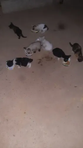 Gatos filhotes para adoção