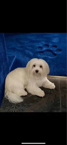 Maltês macho filhote docil