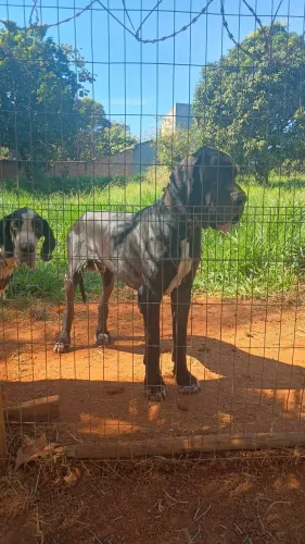 Filhotes de dog alemão