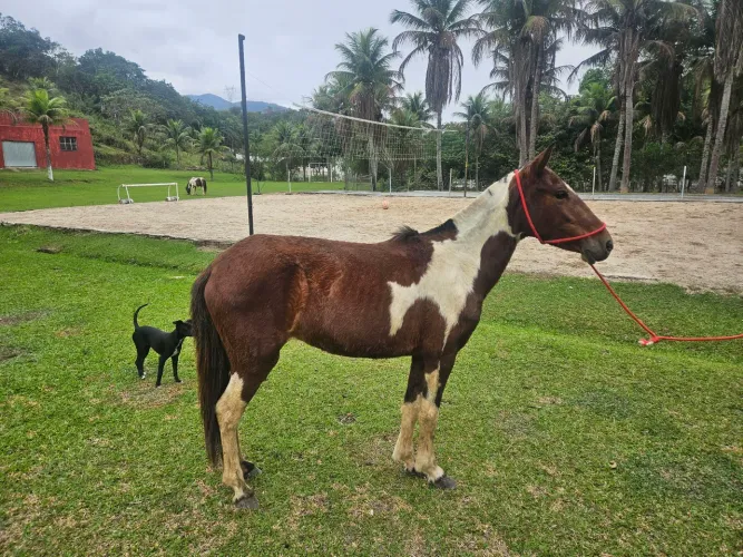 Piquiras de charrete 