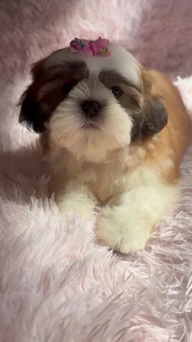 Linda fêmea de Shih tzu 