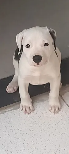Filhote de pitbull