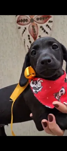 Filhotes de Dachshund a procura de um lar