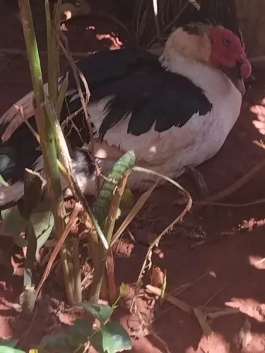 Patos