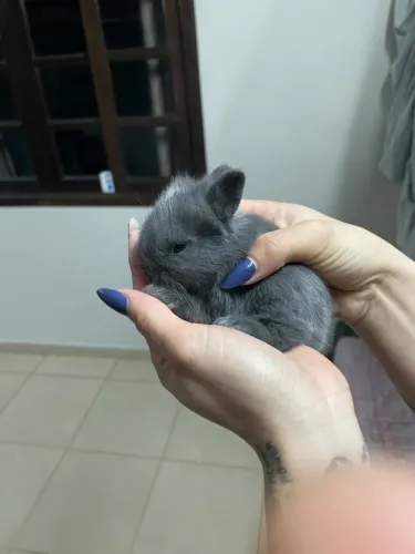 Mini Coelhos de Estimação - Blumenau SC