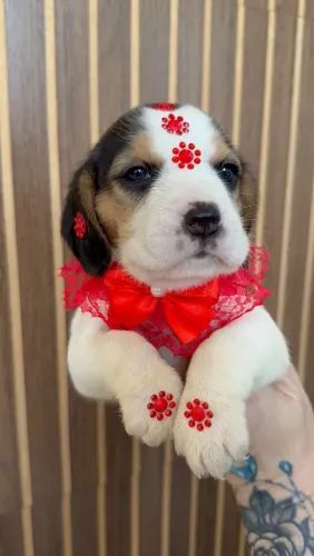 Beagles filhotes