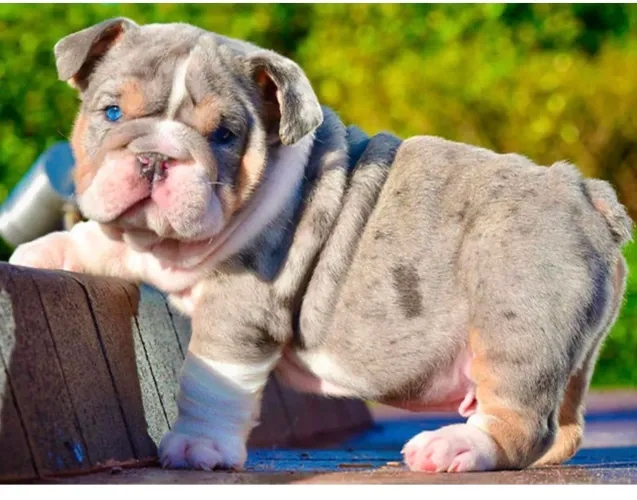 Filhote de buldogue inglês