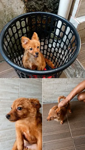 Filhote mestiça de Spitz Alemão para adoção responsável