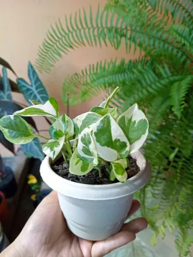 Vasinho de jiboia njoy perfeito pra decoração 