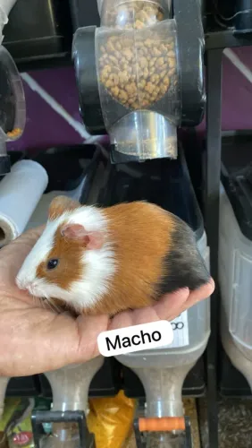 Porquinho da índia