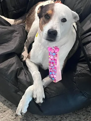 Cachorra para Doação