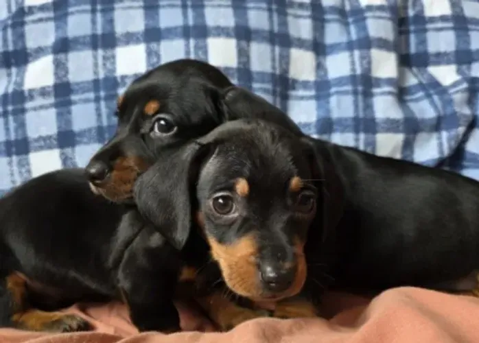 Basset Mini Filhotes Dachshund Encantadores.