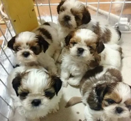 Shih tzu filhotes belos e saudáveis 