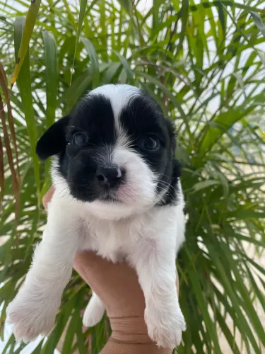 Filhote shituz fêmea