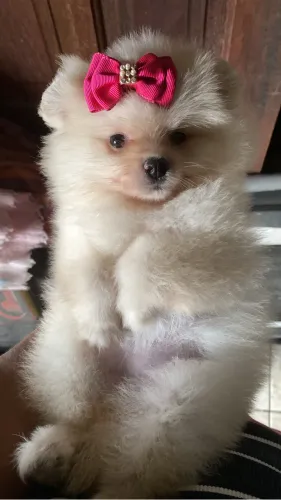 Lulu da pomerânia fêmea