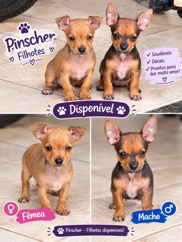 Pinschers Filhote Disponível