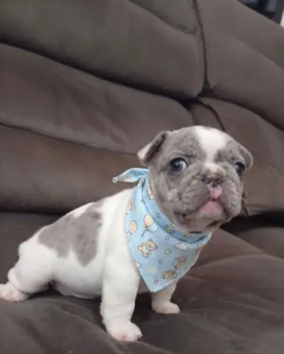 Bulldog Francês