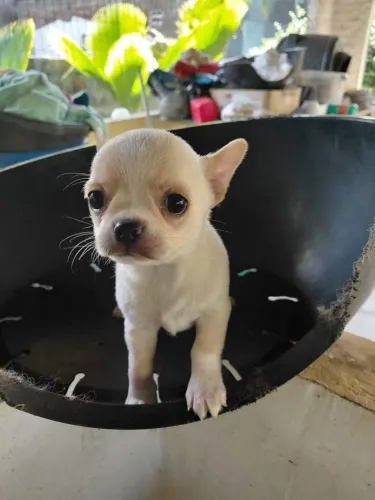 Lindo Chihuahua macho PC