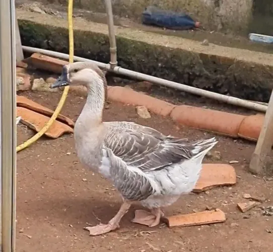 Ganso sinaleiro Pardo Afticano