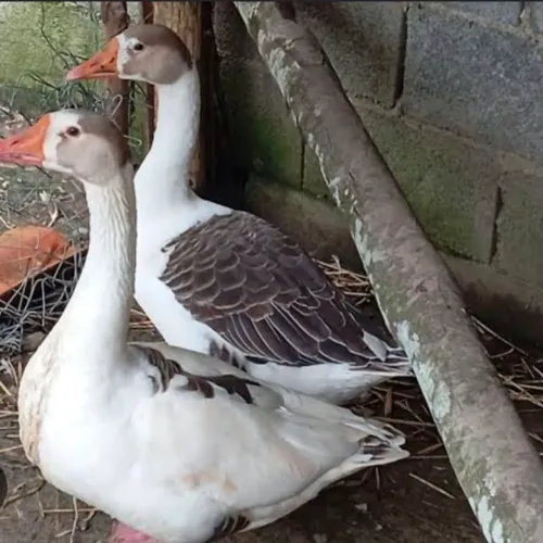 Vendo casal de ganso comum