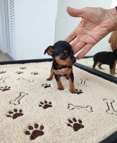 Filhotes de Pinscher Lindíssimos e Muito Carinhosos