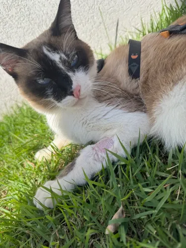 Doa-se gato siamês - São José do Rio preto