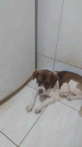 Cachorro para doação 