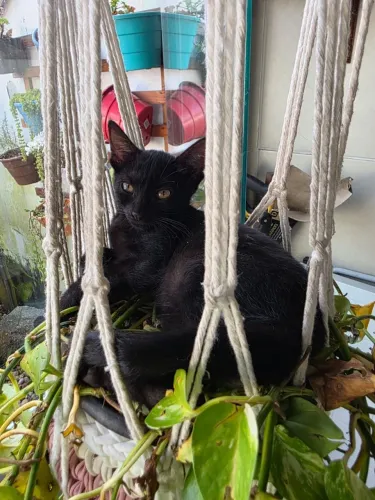 Doação de filhotes de gatinhos 