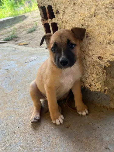 Cachorro filhote pastor malenoar