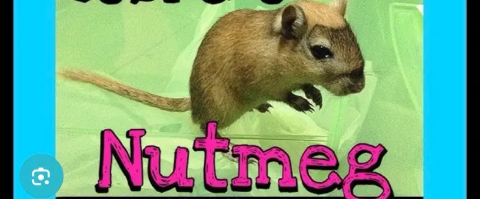 Esquilos da Mongólia Gerbil Nutmeg
