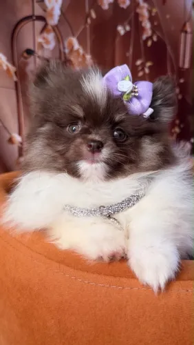 Spitz Alemão Anão - Lulu da Pomerânia - Linhagem Chocolate