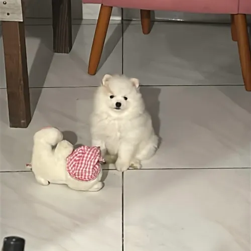 Spitz Alemão Branco-Neve Macho