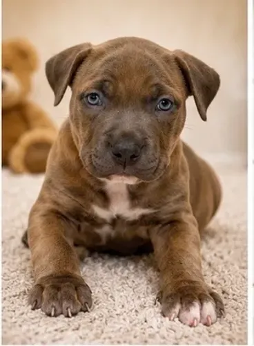 American bully pocket fêmea filhote 