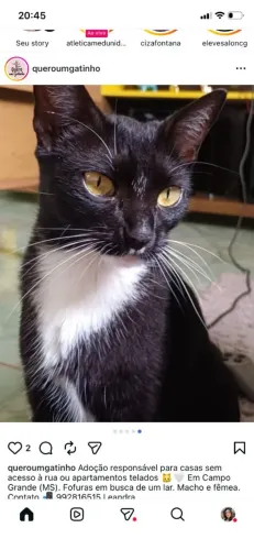 Gatos fofinhos 