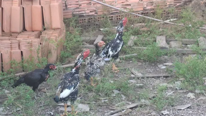 VENDO GALO INDIO 250