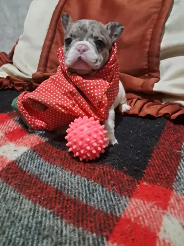 Buldogues francês