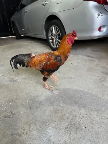Galo Índio 