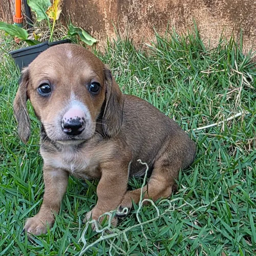 Dashchund, teckel , salsicha macho tradicional