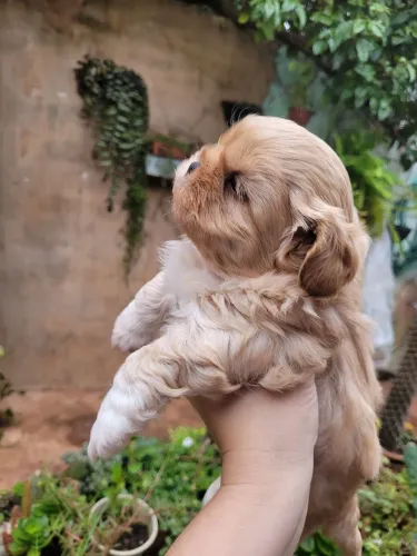 Lindos shih-tzu 