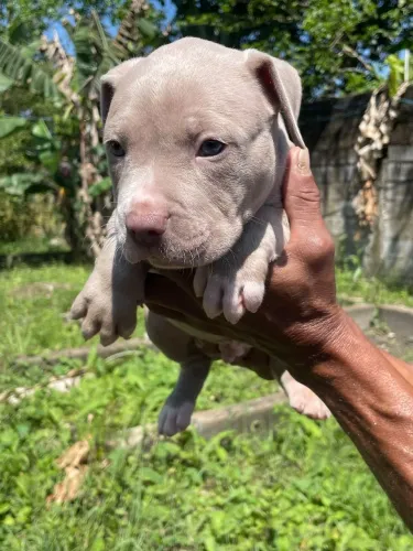 Conheça seu novo amigo filhote de Pitbull