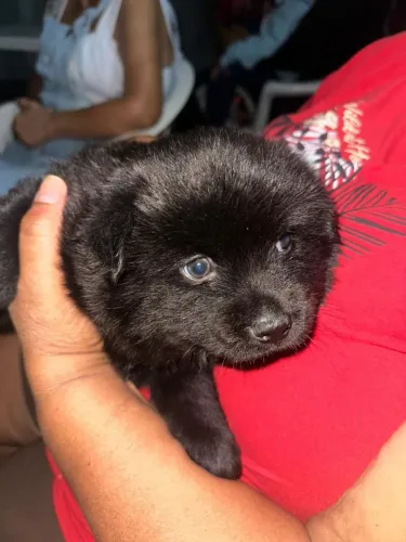 Filhotes de Chow chow 