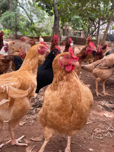 Galinhas de corte