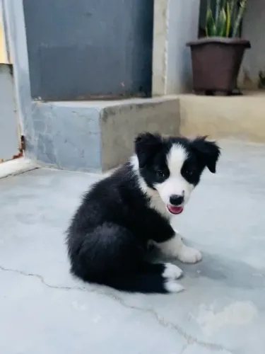 Borde collie!!(femea/macho)
