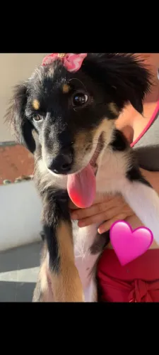 Borde Collie Fêmea 3 meses Cachorro